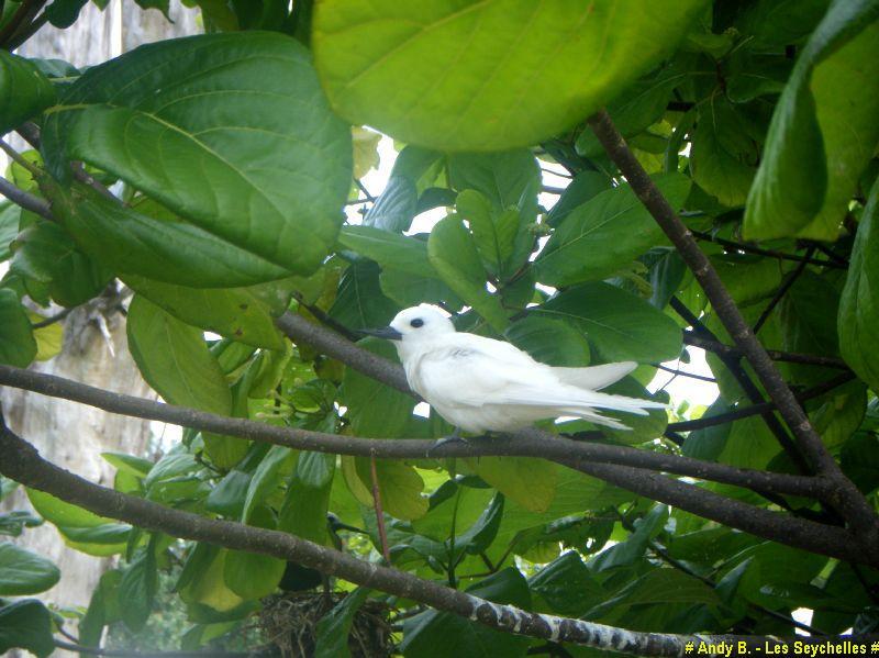 En route vers Bird Island - hotel - ile - nature (14).JPG